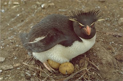 Rockhopper Penguin