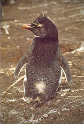 Southern Rockhopper Penguin -  Eudyptes chrysocome