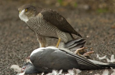 Sparrowhawk - Acipitor nisus