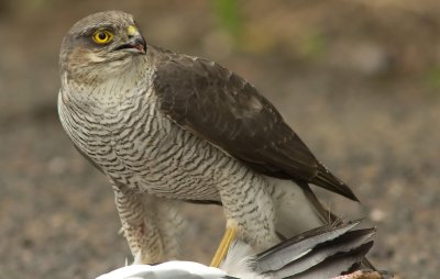 Sparrowhawk - Acipitor nisus