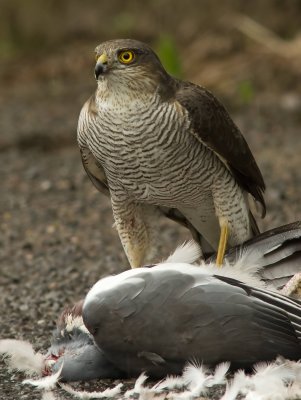 Sparrowhawk - Acipitor nisus