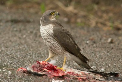 Sparrowhawk - Acipitor nisus