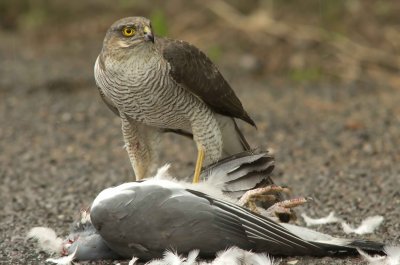 Sparrowhawk - Acipitor nisus