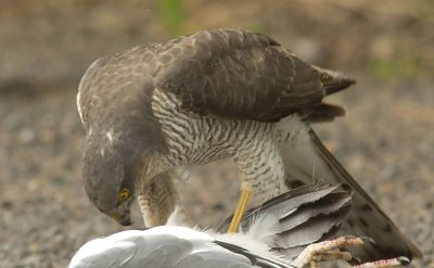 Sparrowhawk - Acipitor nisus