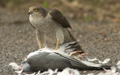 Sparrowhawk - Acipitor nisus