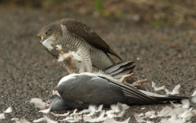 Sparrowhawk - Acipitor nisus