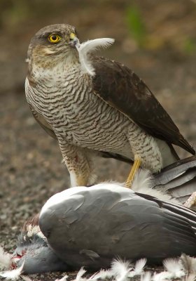 Sparrowhawk - Acipitor nisus