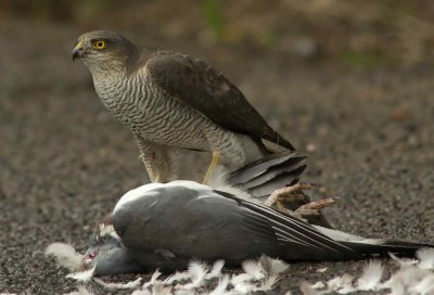 Sparrowhawk - Acipitor nisus