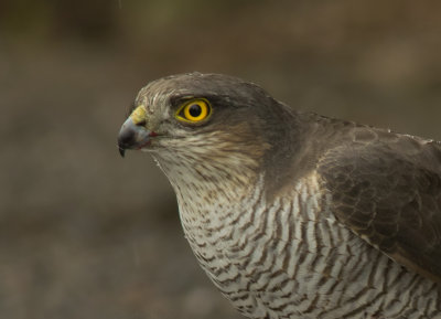 Sparrowhawk - Acipitor nisus