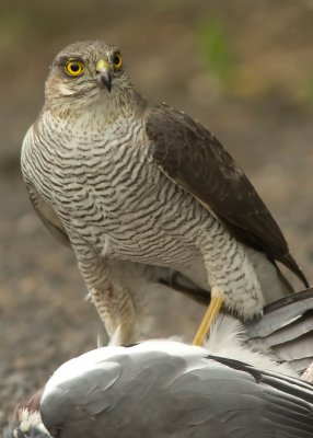 Sparrowhawk - Acipitor nisus