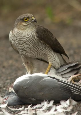 Sparrowhawk - Acipitor nisus