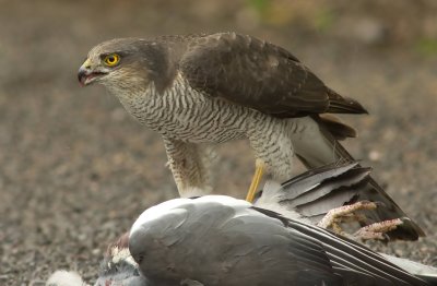 Sparrowhawk - Acipitor nisus