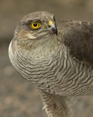 Sparrowhawk - Acipitor nisus