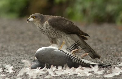 Sparrowhawk - Acipitor nisus