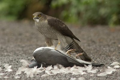 Sparrowhawk - Acipitor nisus