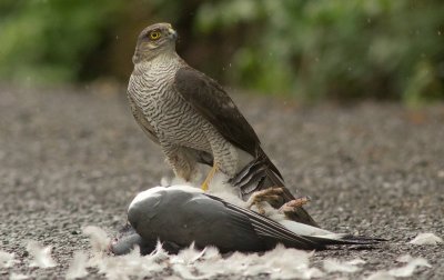 Sparrowhawk - Acipitor nisus