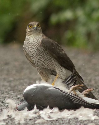 Sparrowhawk - Acipitor nisus