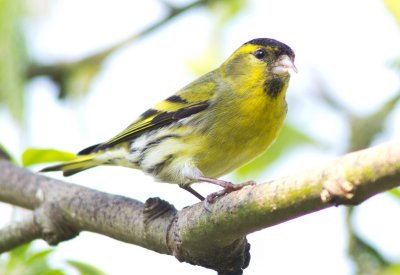 Siskin -Carduelis spinus