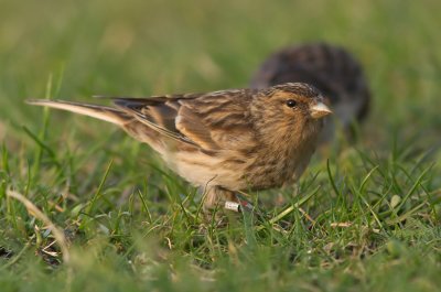 Twite - Carduelis flavirostris