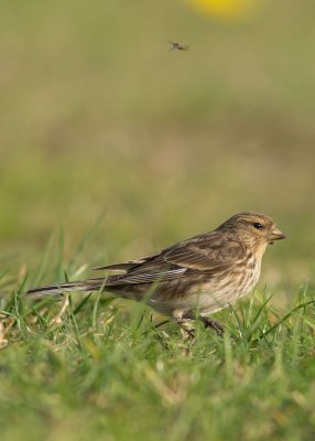 Twite - Carduelis flavirostris