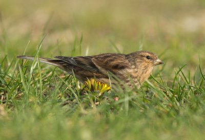 Twite - Carduelis flavirostris