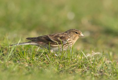 Twite - Carduelis flavirostris