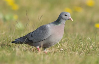 Stock Dove - Columba oenas