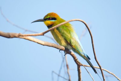 Rainbow Bee-eater, Merops ornatus