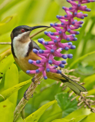 Eastern Spinebill