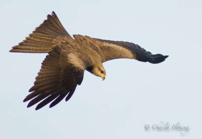Black Kite