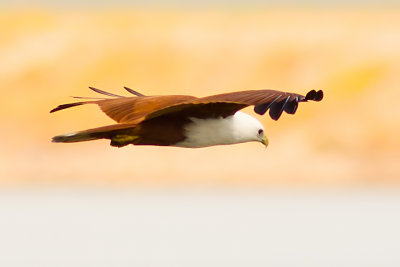 Brahmany Kite