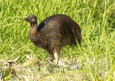 Cassowary