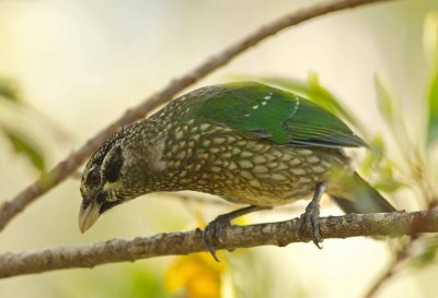 Green Catbird