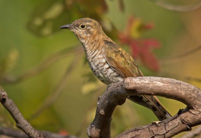 Shining Cuckoo