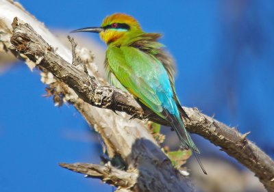 Rainbow Bee-eater, Merops ornatus