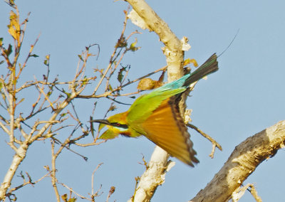 Rainbow Bee-eater, Merops ornatus