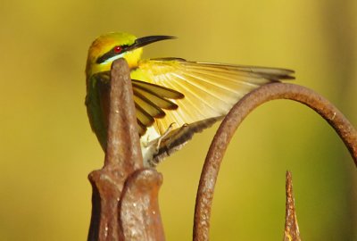 Rainbow Bee-eater, Merops ornatus