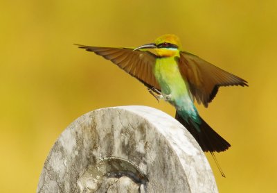 Rainbow Bee-eater, Merops ornatus