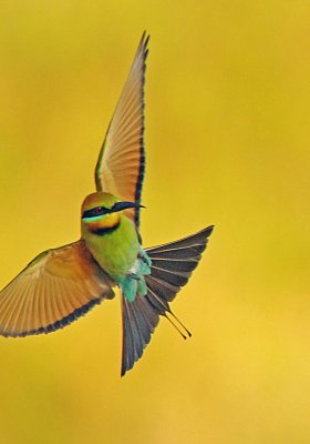 Rainbow Bee-eater, Merops ornatus