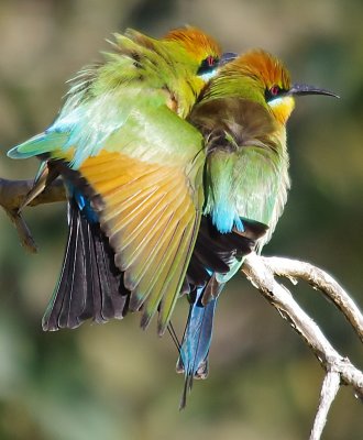 Rainbow Bee-eater, Merops ornatus