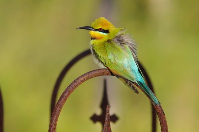 Rainbow Bee-eater, Merops ornatus