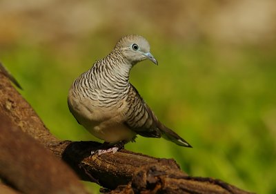 Peaceful Dove - Geopelia placida