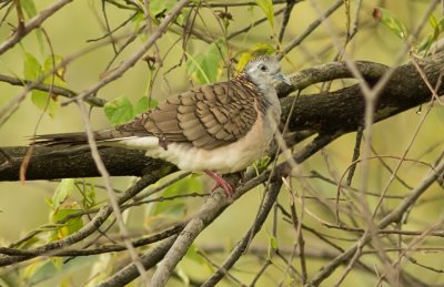 Bar Shouldered Dove - Geopelia humeralis