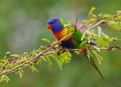 Rainbow Lorikeet - Trichoglossus haematodus