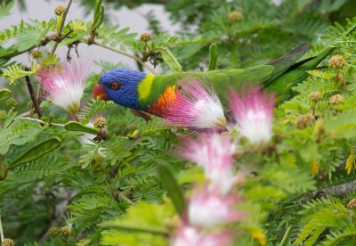 Rainbow Lorikeet - Trichoglossus haematodus