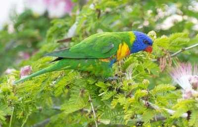 Rainbow Lorikeet - Trichoglossus haematodus