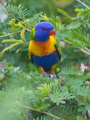 Rainbow Lorikeet - Trichoglossus haematodus