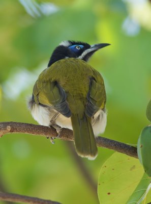 Blue-faced Honeyeater - Entomyzon cyanotis