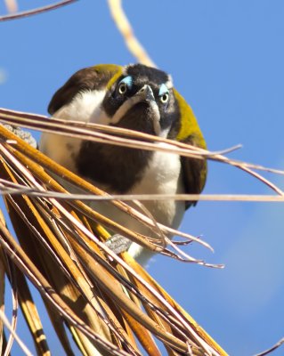 Blue-faced Honeyeater - Entomyzon cyanotis