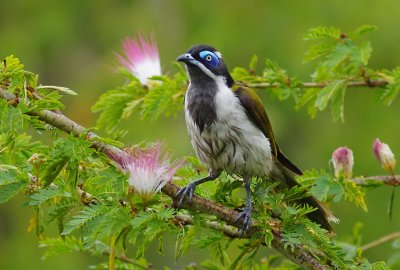 Blue-faced Honeyeater - Entomyzon cyanotis